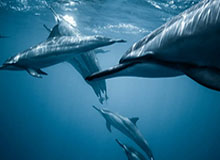 世界杯比赛直播客户端-梁伟铿/王昶夺得印度羽毛球公开赛男双冠军